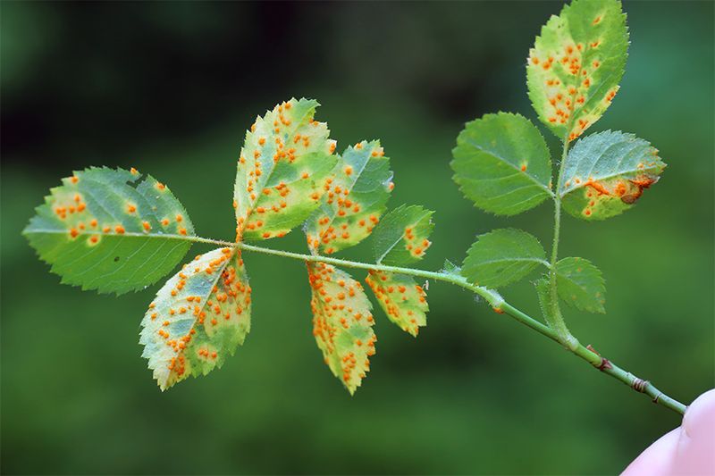 Ignoring Infected Leaves And Plant Debris