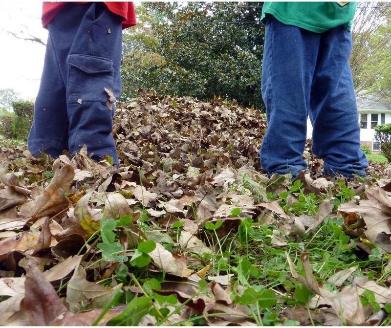 Ignoring Leaf Litter And Brush Piles