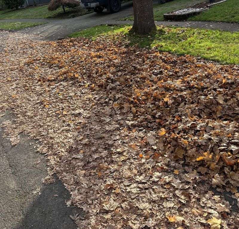 Ignoring Leaf Litter And Debris Ignoring Leaf Litter And Debris