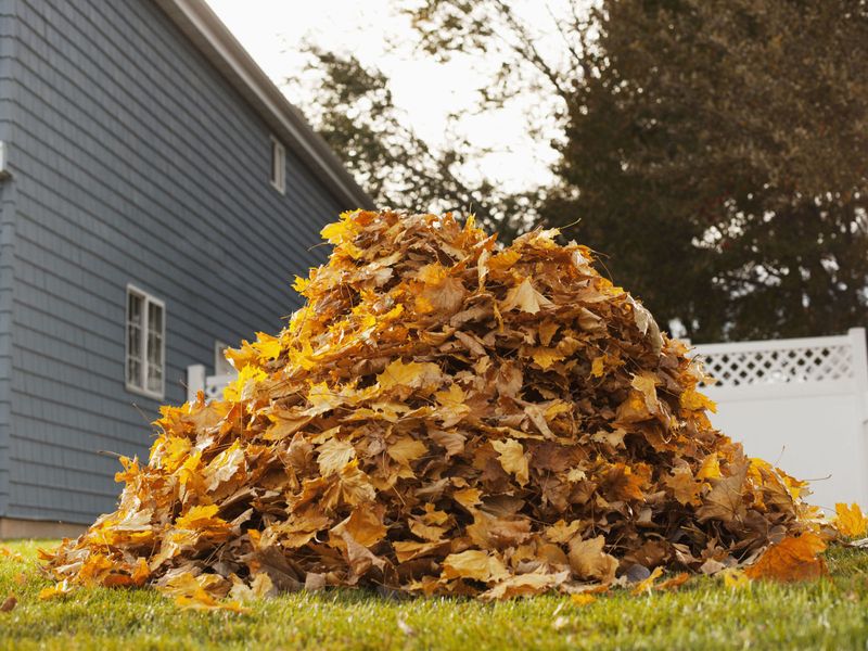 Ignoring Leaf Piles And Yard Debris