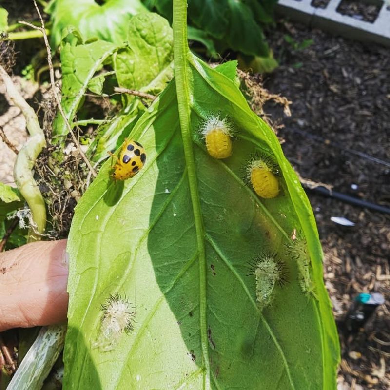 Ignoring Mexican Bean Beetles Ignoring Mexican Bean Beetles