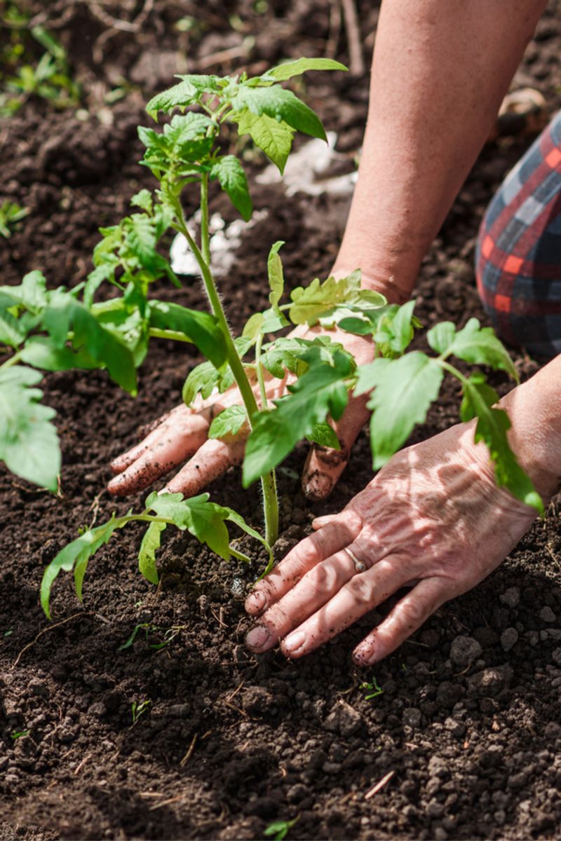 Ignoring Mulch Causes More Water Stress And Disease