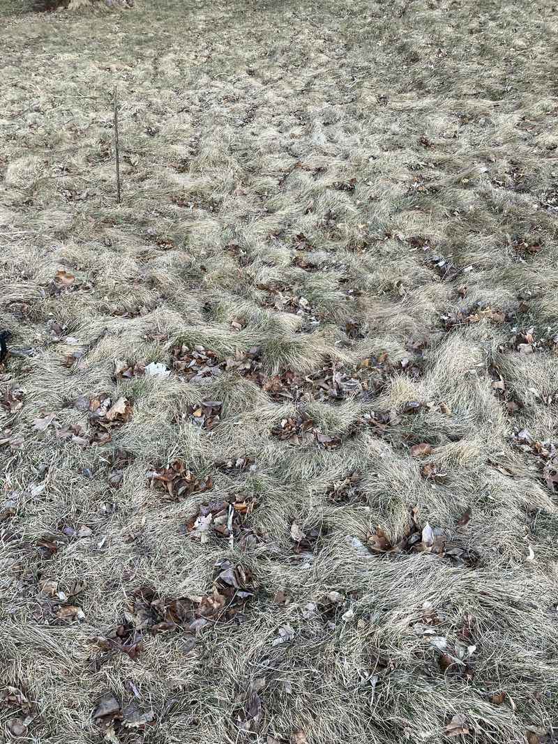 Ignoring Mulch That Has Turned Matted And Sour Ignoring Mulch That Has Turned Matted And Sour