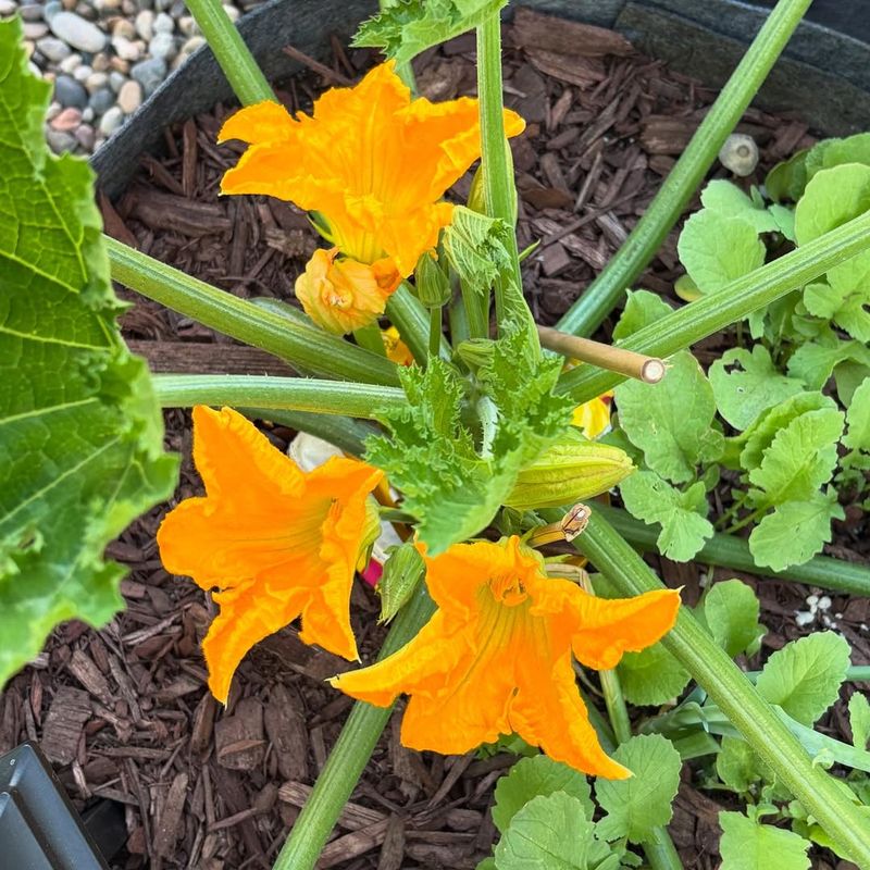 Ignoring Mulching