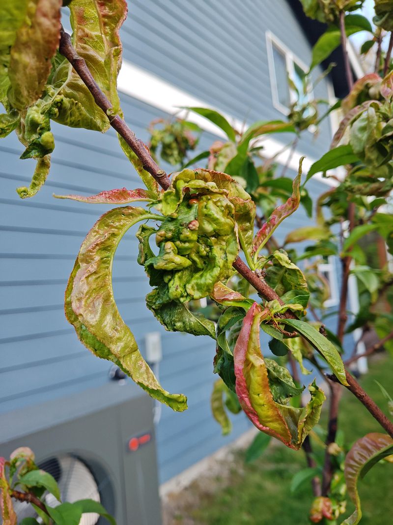 Ignoring Peach Leaf Curl Until Spring