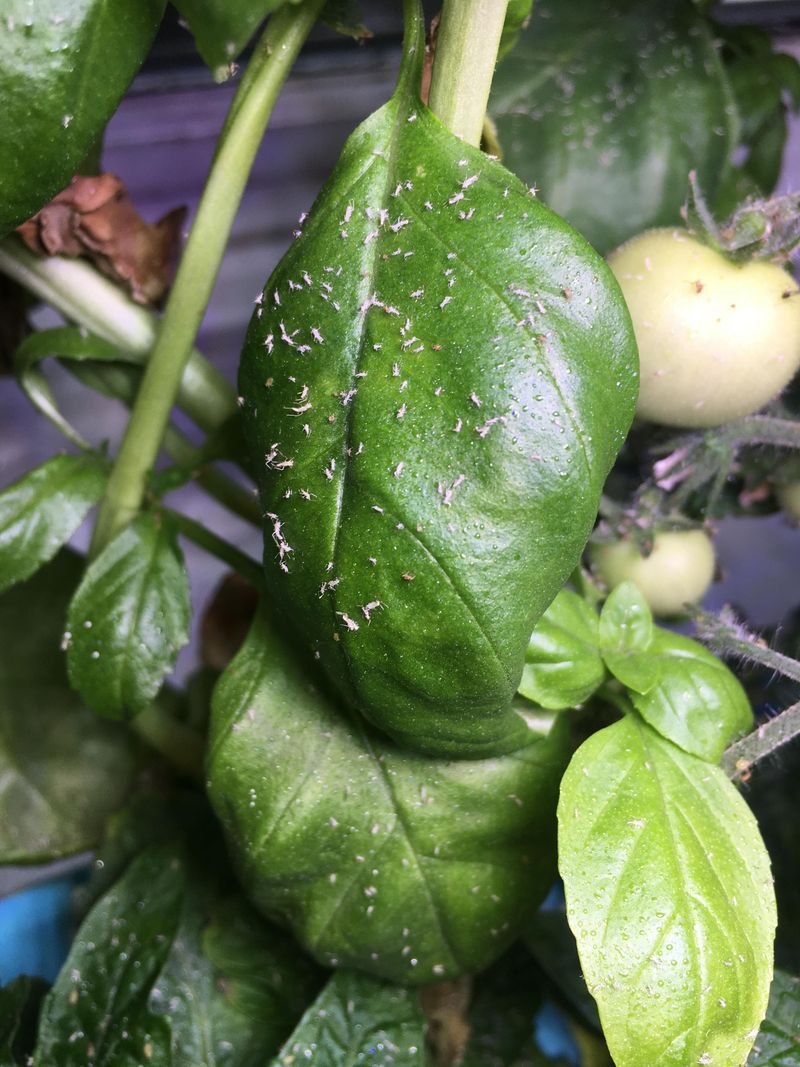 Ignoring Pests That Peak In June