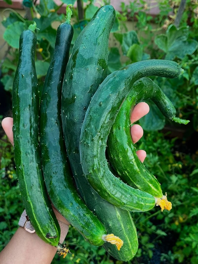 Ignoring Pollinators Leads To Fewer Cucumbers And Misshapen Fruit Ignoring Pollinators Leads To Fewer Cucumbers And Misshapen Fruit
