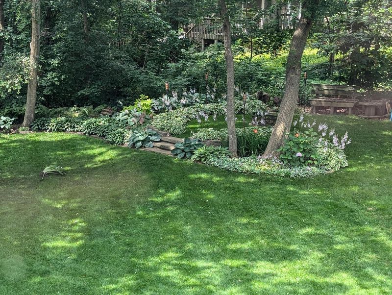 Ignoring Shady Damp Areas Where Ticks Hide Ignoring Shady Damp Areas Where Ticks Hide