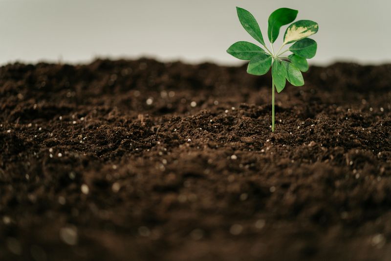 Ignoring Soil Type