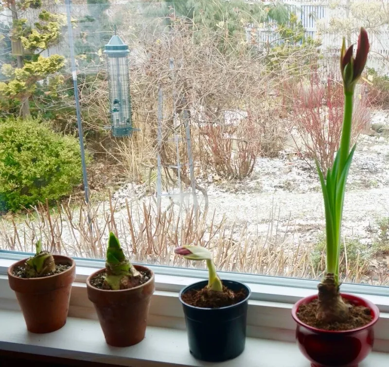 Ignoring The Dormancy Cycle