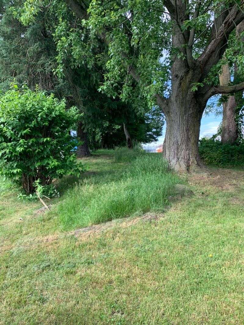 Ignoring The Edges Where Your Lawn Meets Wooded Areas