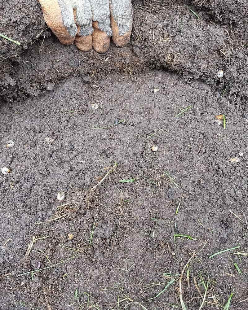 Ignoring Thin Or Bare Lawn Patches