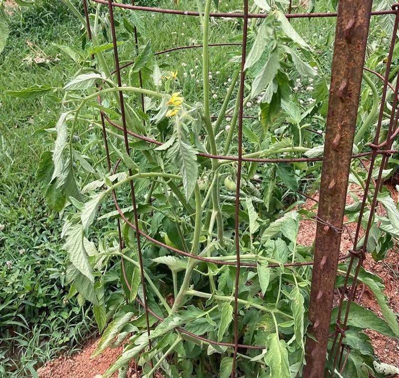 Ignoring Thrips In May Often Leads To Bigger Summer Tomato Problems