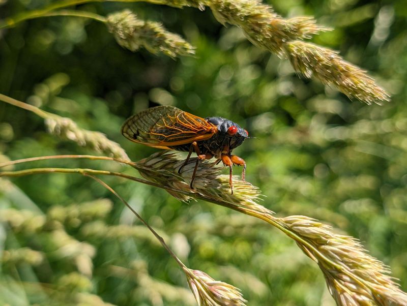 Illinois Sits In Prime Cicada Brood Territory Illinois Sits In Prime Cicada Brood Territory