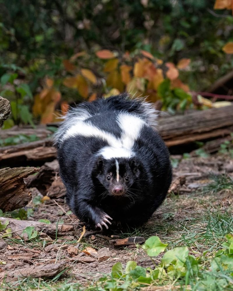 Illinois Skunk Season Is Real And It's Already Here