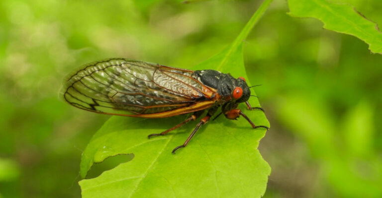 Illinois Yards Are Full Of Cicadas, And Here Is What You Should Actually Do