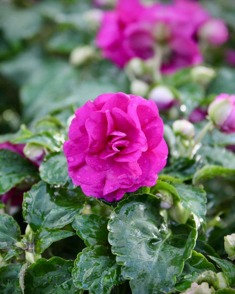 Impatiens