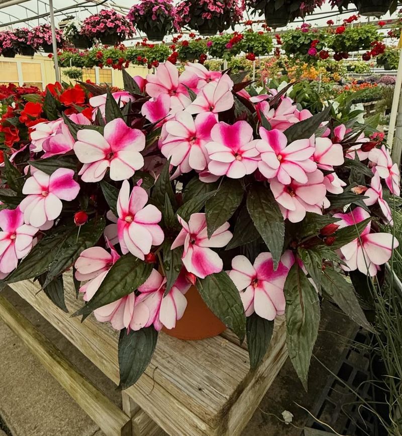 Impatiens