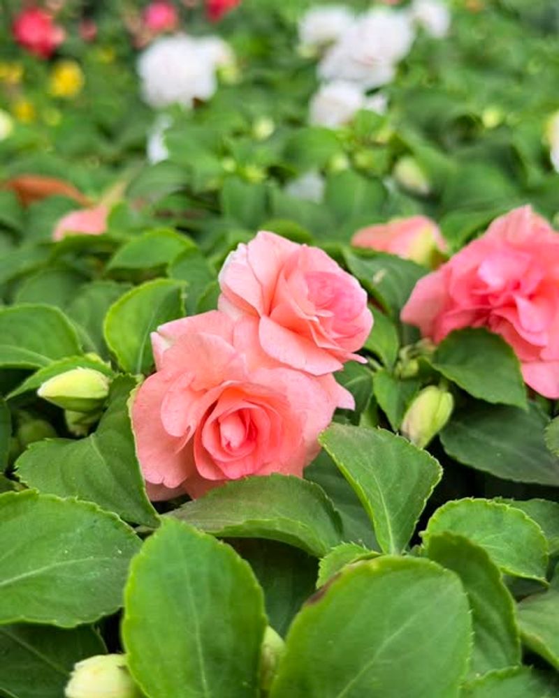 Impatiens
