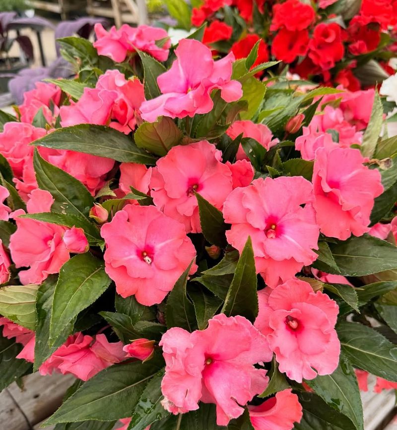 Impatiens