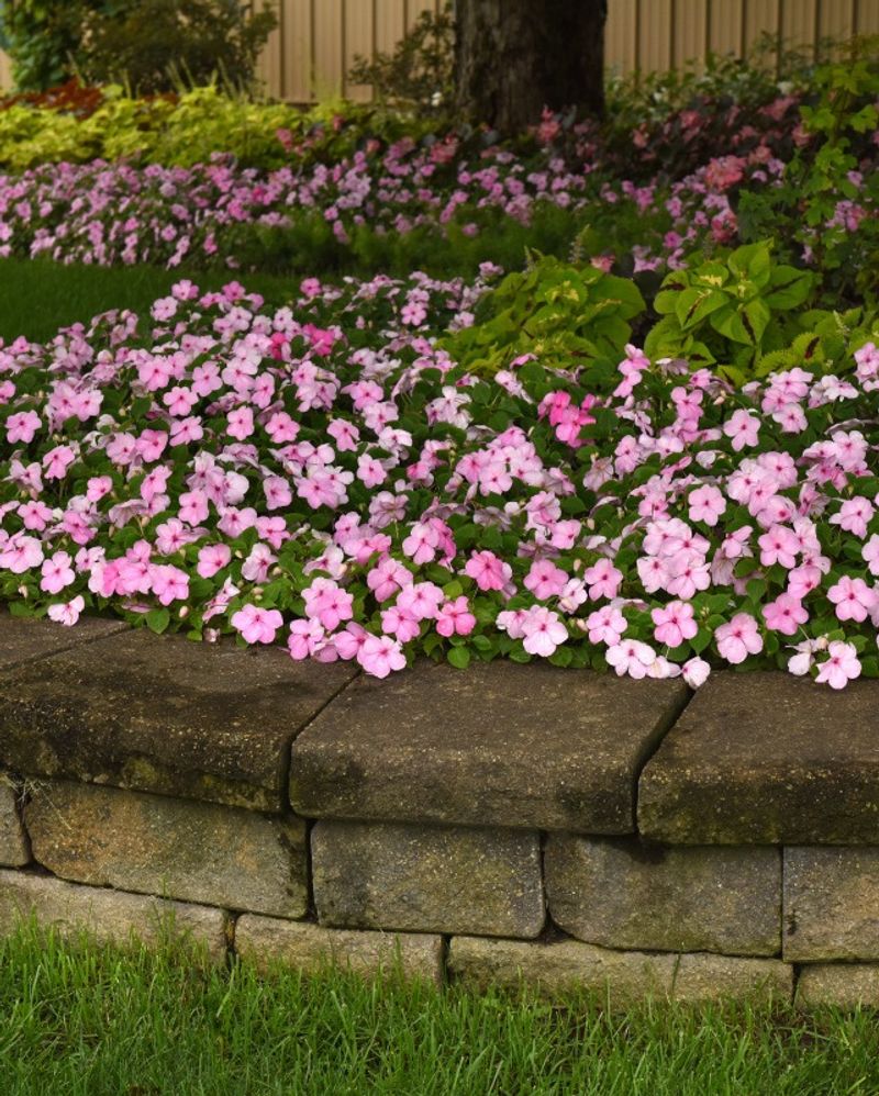 Impatiens