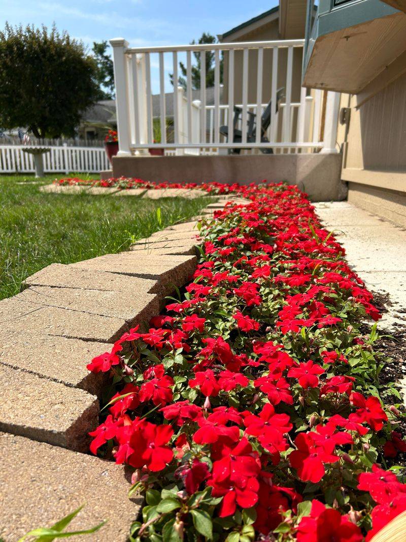Impatiens Add Soft Color Impatiens Add Soft Color