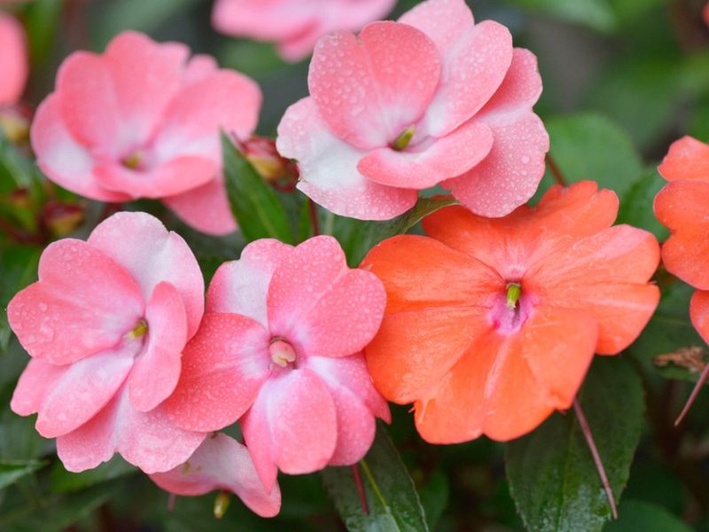 Impatiens Brighten Shady Spots In A Hurry