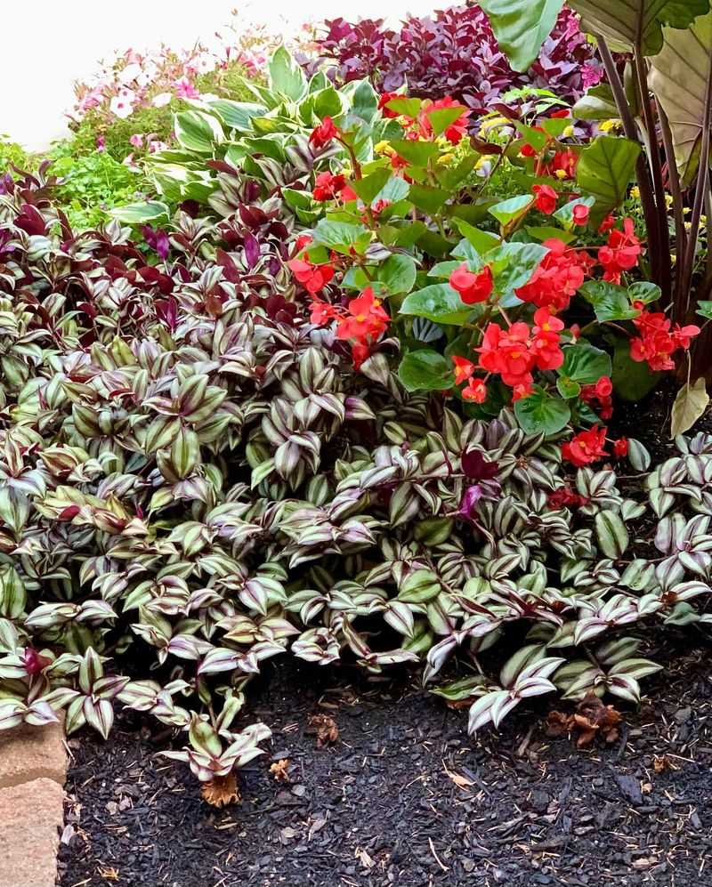 Impatiens Fill Garden Spaces With Easy Blooms