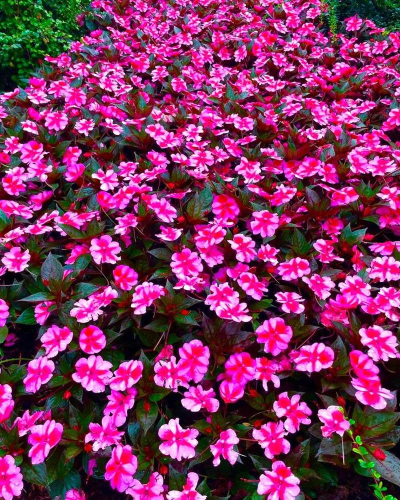Impatiens (Impatiens Walleriana)