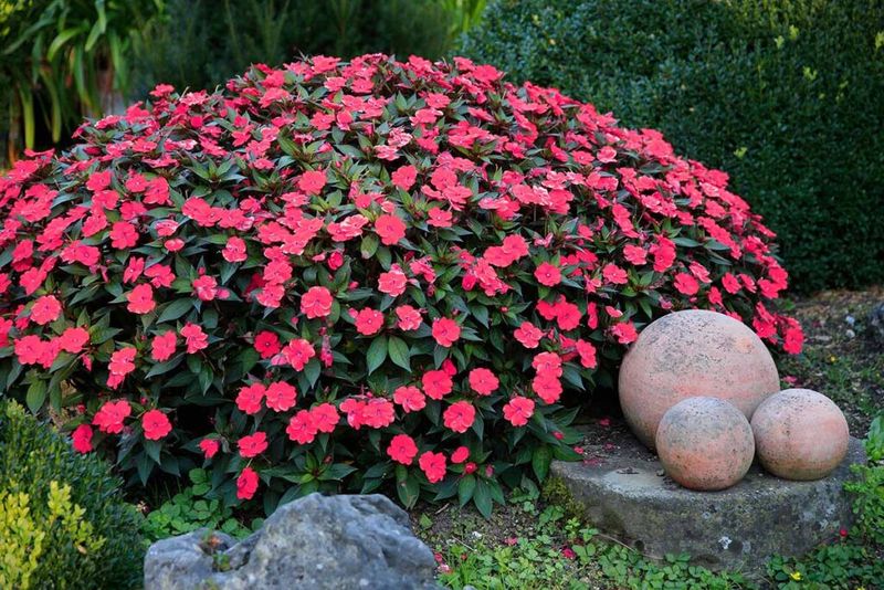 Impatiens (Impatiens walleriana)
