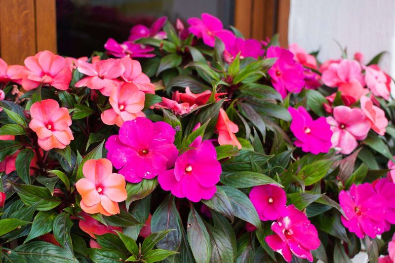 Impatiens Need Moisture That Rosemary Cannot Stand