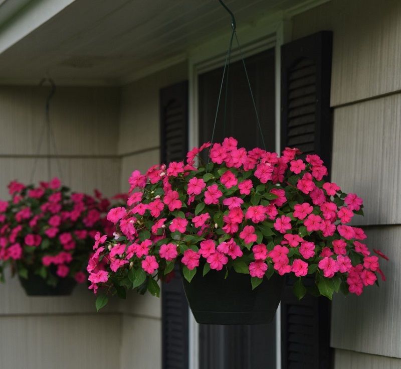 Impatiens Need Regular Moisture To Stay Fresh