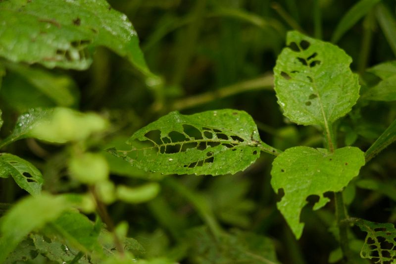 Improper Cuts Invite Disease And Pests