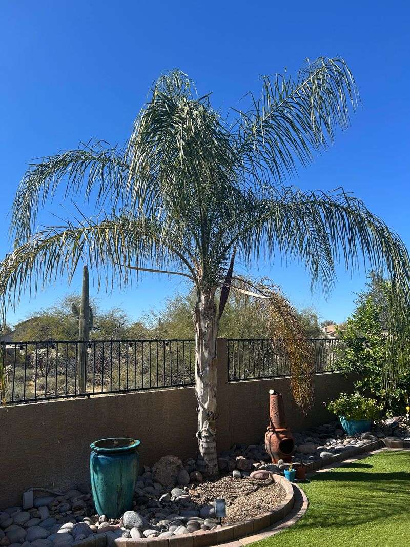 Improper Trimming Often Leaves Palms Looking Stressed Improper Trimming Often Leaves Palms Looking Stressed
