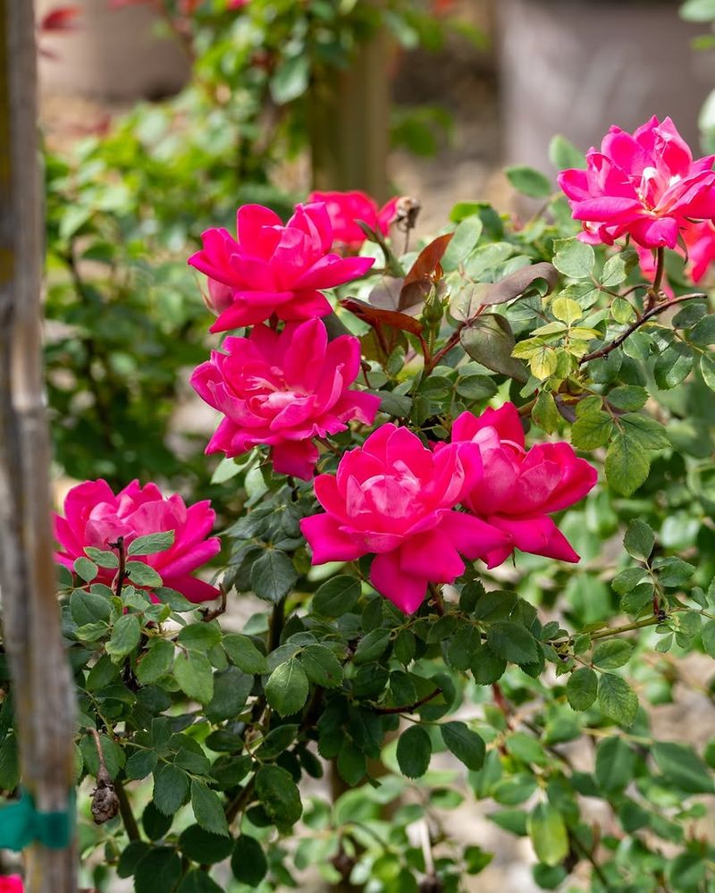 Improve Airflow Around Dense Growth Improve Airflow Around Dense Growth
