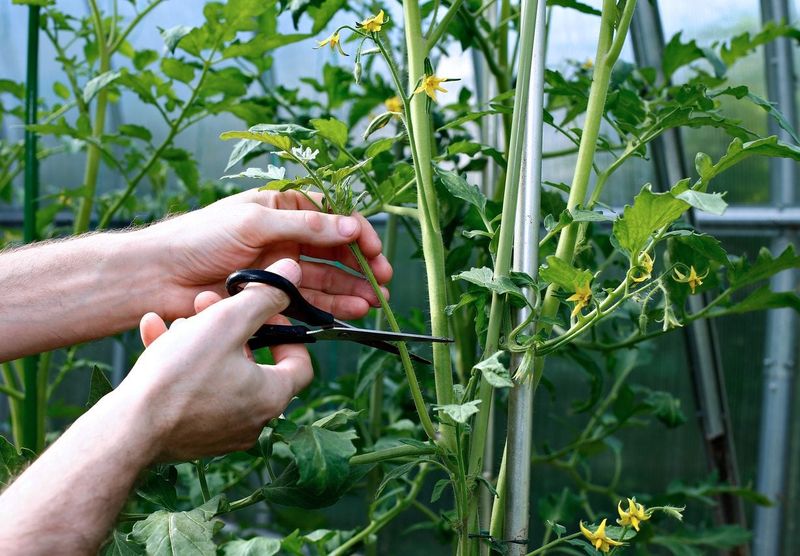 Improve Airflow By Pruning Lower Leaves Improve Airflow By Pruning Lower Leaves