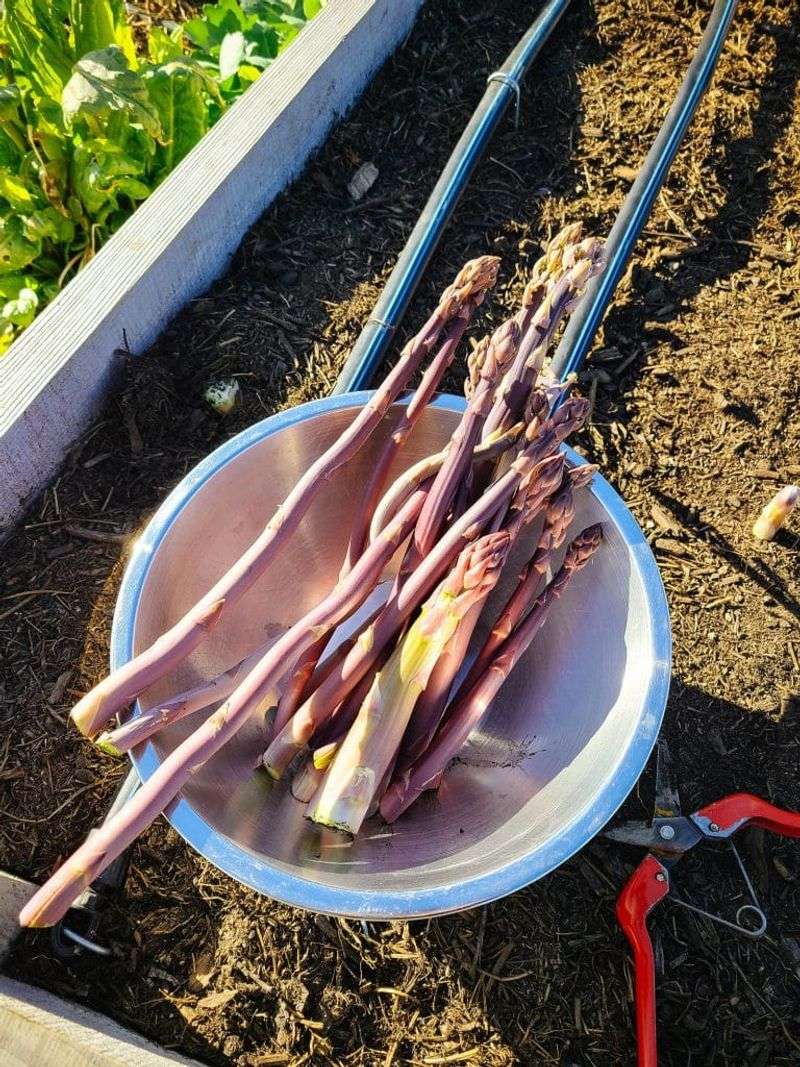 Improve Soil Before Planting New Crowns