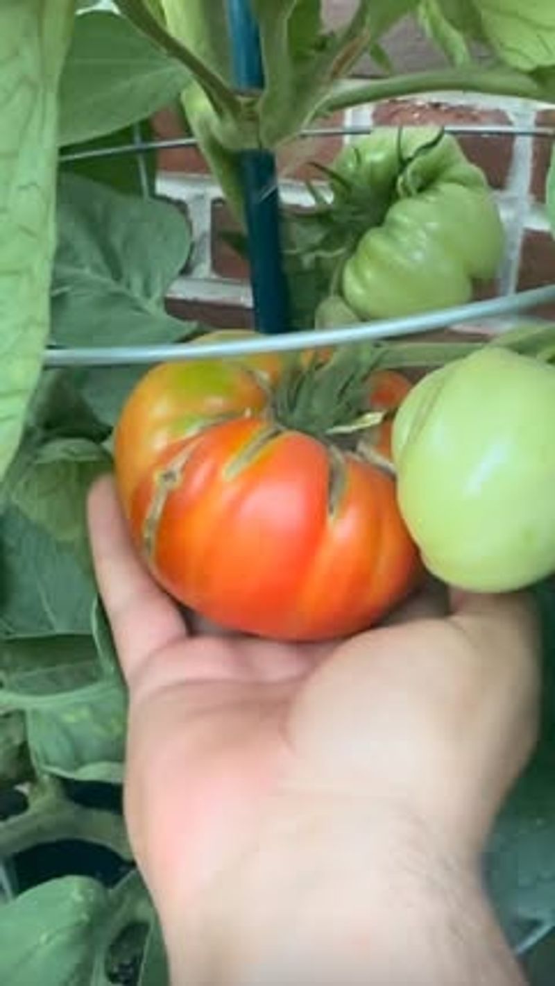 Inconsistent Soil Moisture Weakens Developing Tomato Skins