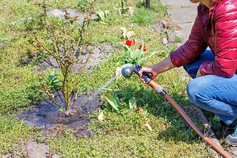 Inconsistent Watering