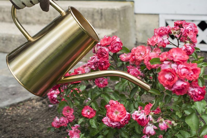 Inconsistent Watering Inconsistent Watering