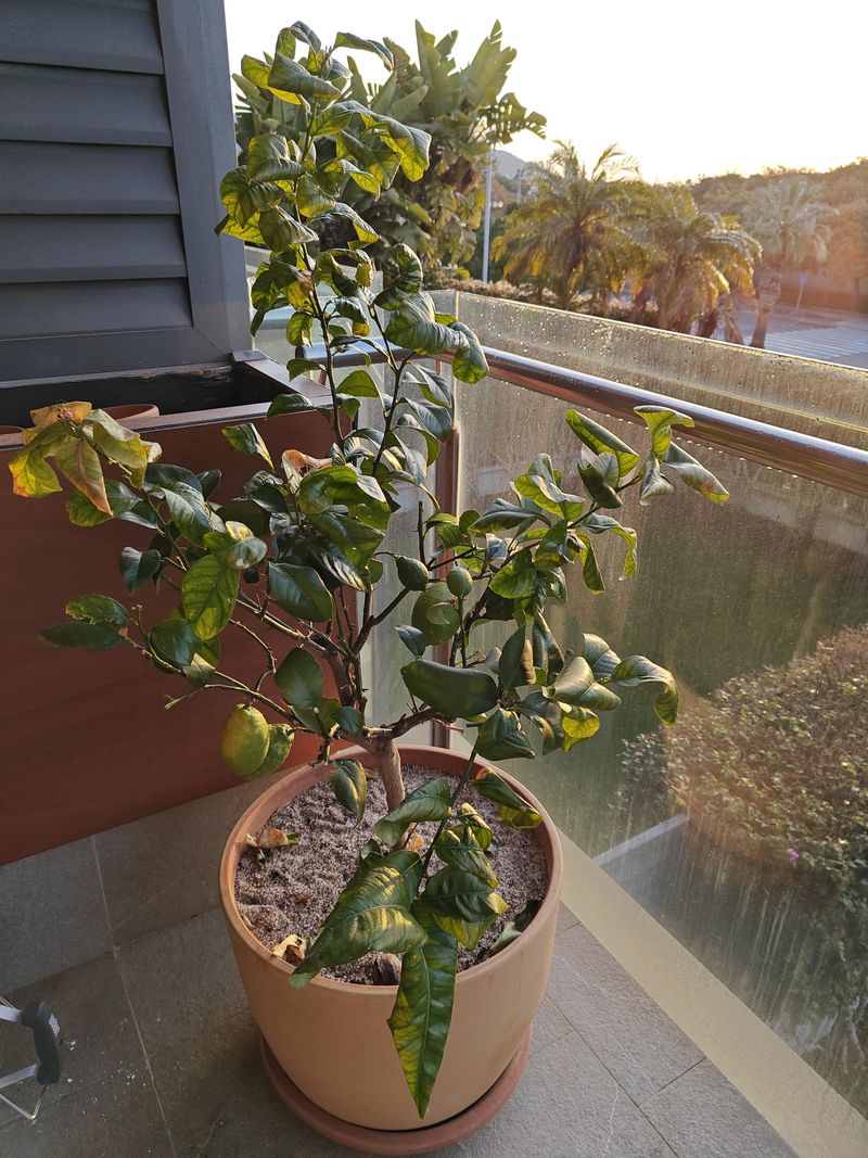 Inconsistent Watering Can Trigger Sudden Fruit Loss