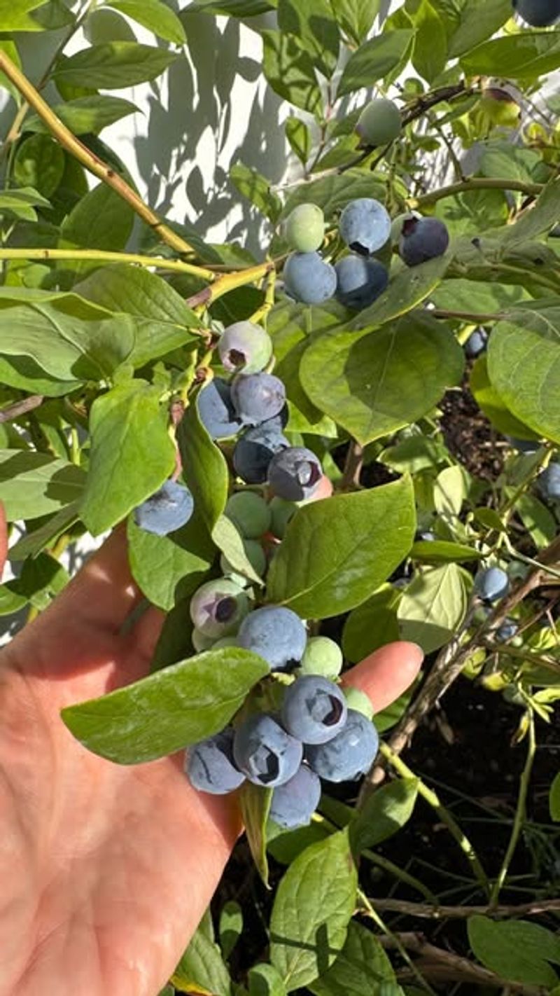 Inconsistent Watering Causes Blueberries To Drop Young Fruit Inconsistent Watering Causes Blueberries To Drop Young Fruit