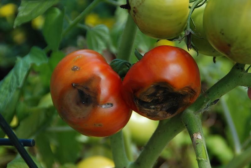 Inconsistent Watering Leads To Blossom End Rot Later In The Season