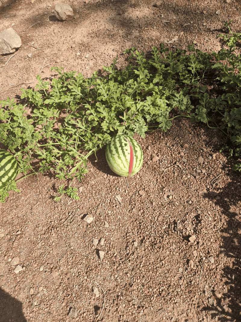 Inconsistent Watering Schedules