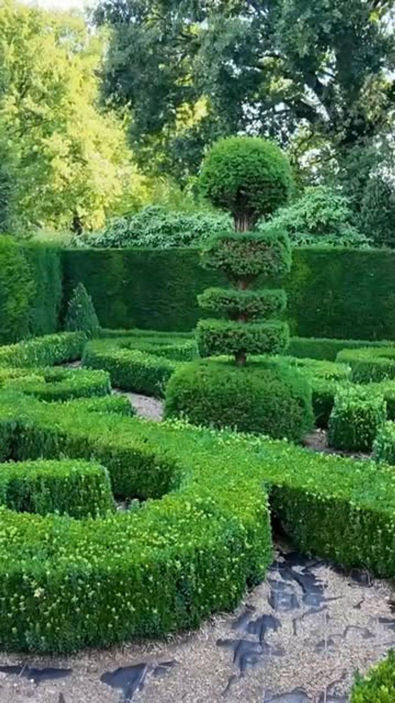 Increase Airflow Around Remaining Shrubs
