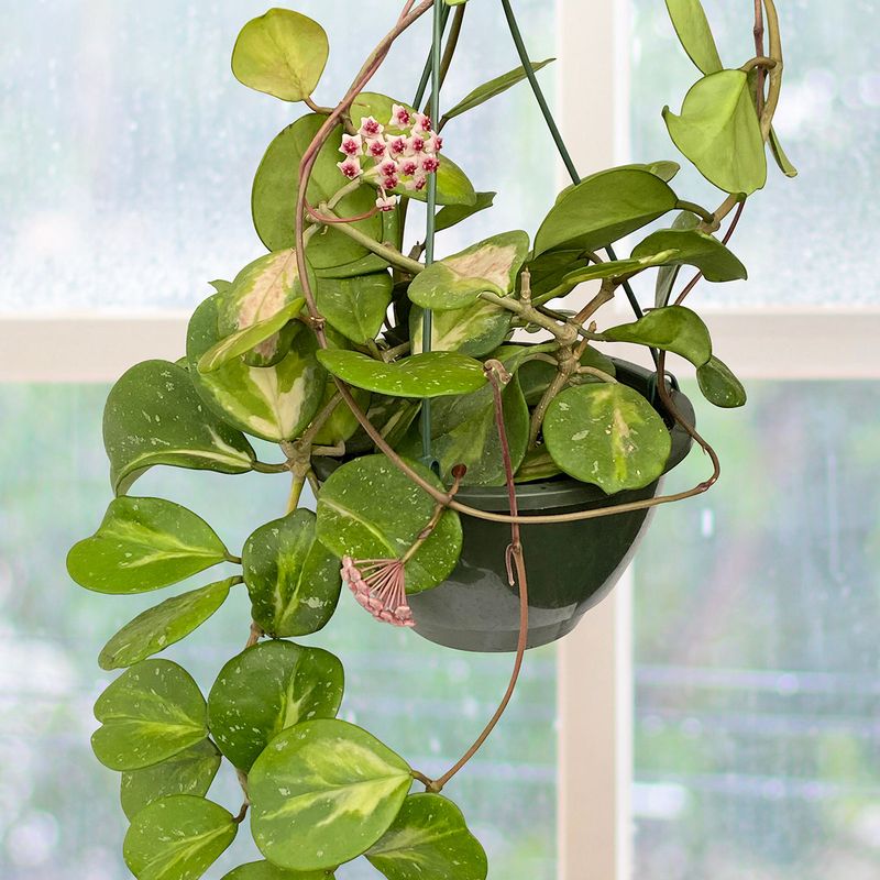 Increase Humidity (Especially Indoors With AC) Increase Humidity (Especially Indoors With AC)