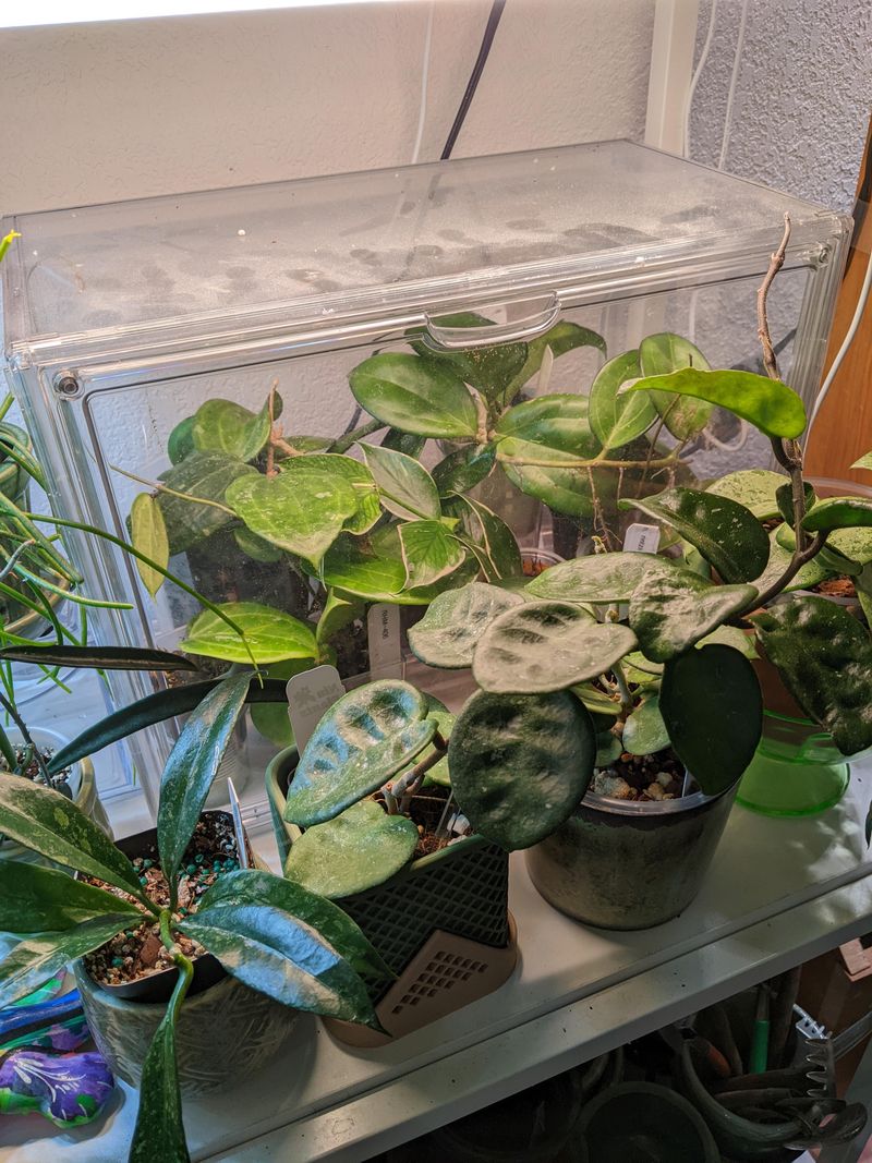 Increase Humidity To Encourage Better Blooming