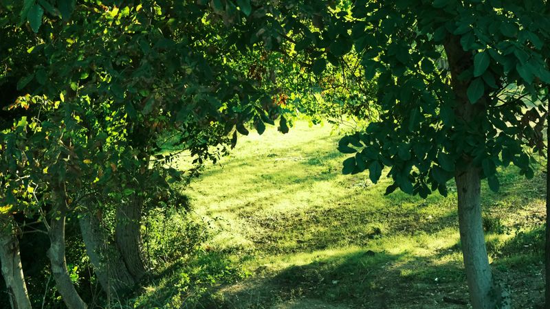 Increased Shade At Soil Level