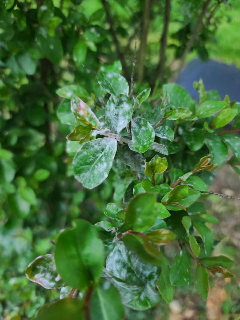 Increasing Powdery Mildew Risk
