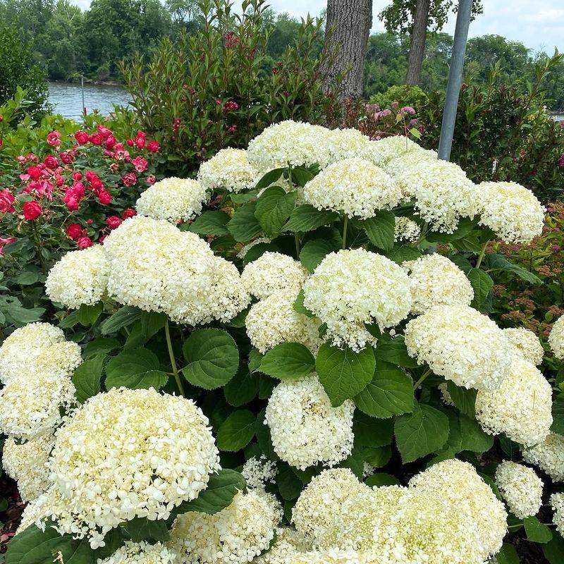 Incrediball Hydrangea Gives Gardeners Stronger Stems Than Older Smooth Types